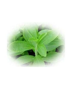 Stevia Steviosid Extrakt Pulver, 50g
